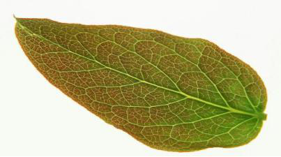 男女情绪和思维差异在哪里？